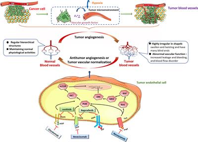 A New Antitumor Direction: Tumor-Specific Endothelial Cells